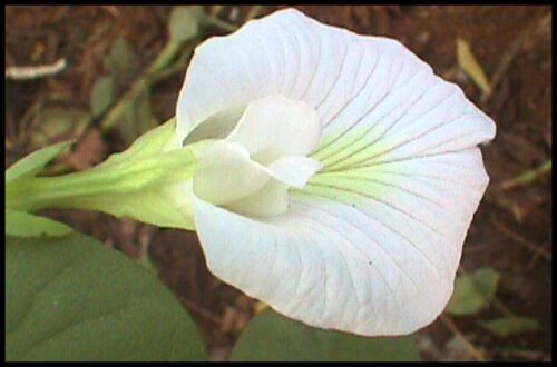 "SelfLine: Aparajita White | Butterfly Pea Flower Live Plant - Graceful Elegance for Your Space" - Image 4