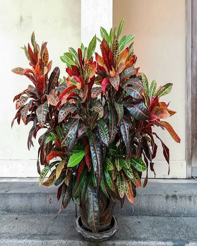 SelfLine: Croton Gold Dust - Vibrant Variegated Live Decorative Plant