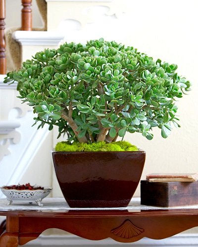 SelfLine: Good Luck Jade - Natural Air Purifier and Live Plant for Prosperity"