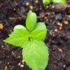 SelfLine | Apple Seeds Plant For Gardening Fruit Seeds Plant - Image 2