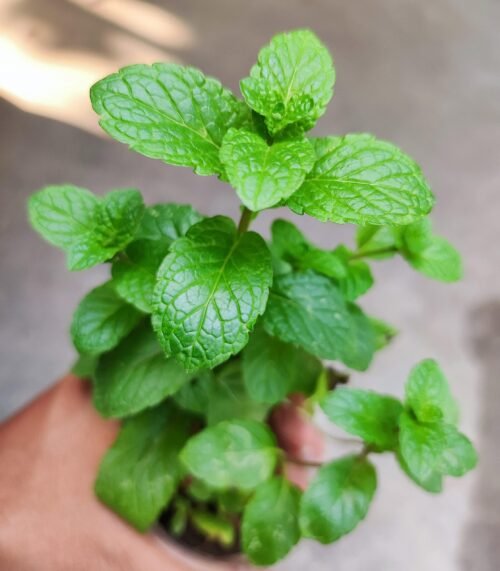 SelfLine: Peppermint - Live Natural Healthy Plant for Freshness and Wellness - Image 2