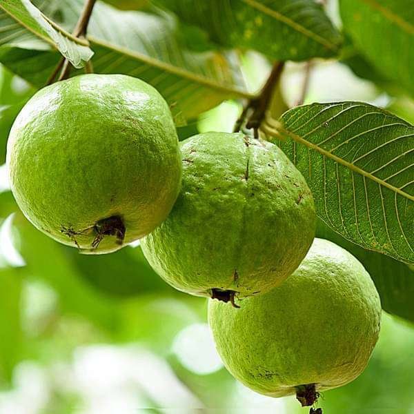SelfLine: Guava | Amrud Healthy Fruit Live Plant - Nourishing Bounty for Your Home