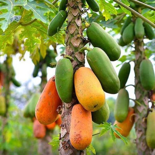 SelfLine | Papaya | Papita Hybrid Live Fruit Plant - Fresh & Flavorful Harvests - Image 4