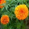 SelfLine's Genda Hybrid Flower Seeds: Blossom Your Summer Garden - Image 2