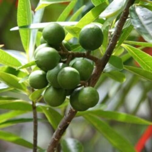 SelfLine | Rudraksh Plant | Elaeocarpus Ganitrus Spiritual Plant - Sacred Symbol of Divinity - Image 4
