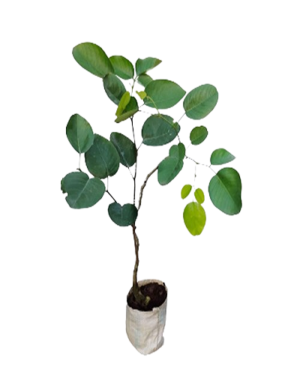 SelfLine | Sandalwood | Chandan White Tree Live Plant