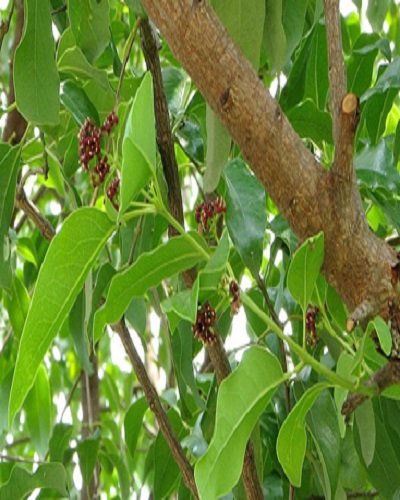 SelfLine | Sandalwood | Chandan White Tree Live Plant