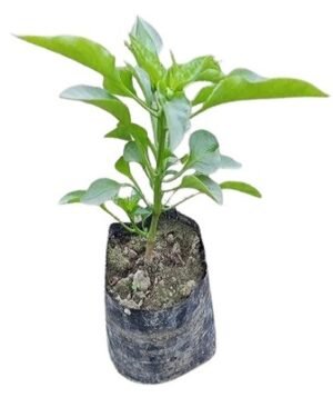 SelfLine: Capsicum Green | Simla Mirch Vegetable Plant - Fresh Harvest for Your Kitchen