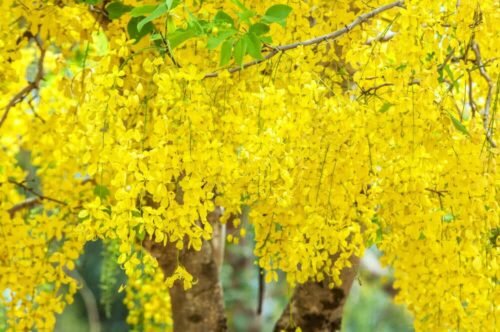 SelfLine | Amaltas Grass(Cassia fistula) seeds - Image 2