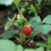 SelfLine | Strawberry Fruit Plant Seeds - Image 3