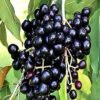 SelfLine: Black Jamun | Kala Jamun Sweet Fruit Plant - Nature's Delectable Bounty - Image 2