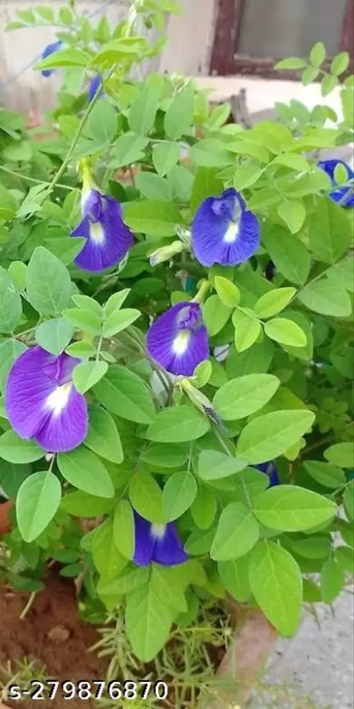 SelfLine: Aparajita Blue | Butterfly Pea Flowering Live Plant - Image 3