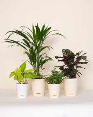 Plants