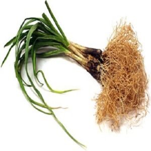 SelfLine | Tulbaghia Fragrans | Sweet Garlic | Lahsun