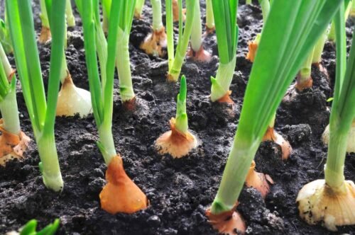 SelfLine | Nourishing Roots: Cultivate Your Healthy Onion Plant - Image 2