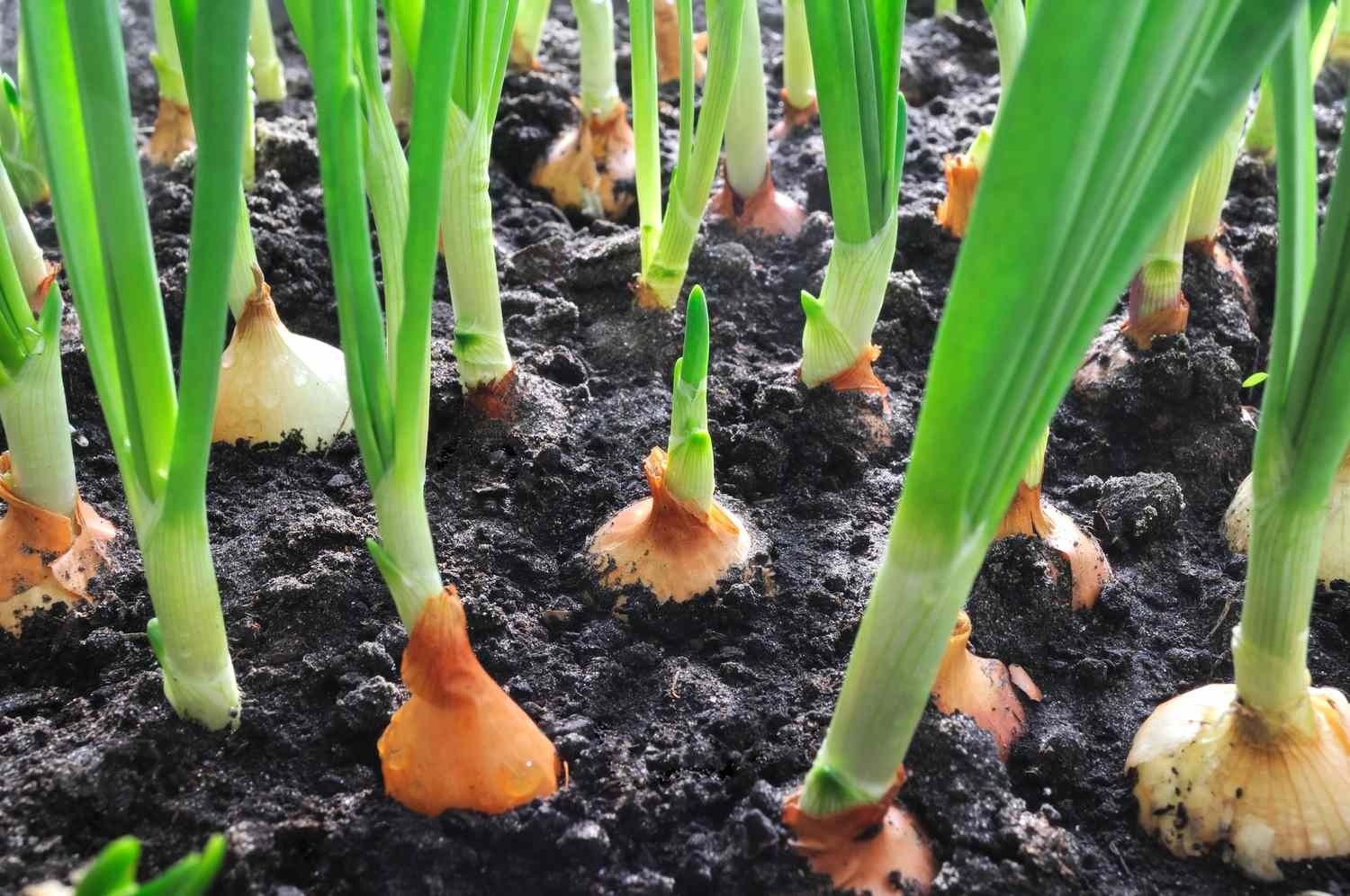 SelfLine | Nourishing Roots: Cultivate Your Healthy Onion Plant