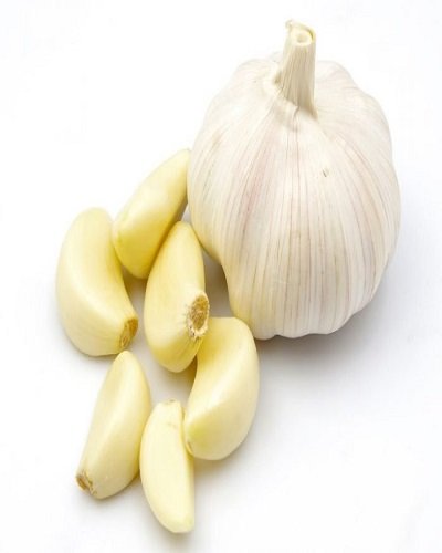 SelfLine | Tulbaghia Fragrans | Sweet Garlic | Lahsun