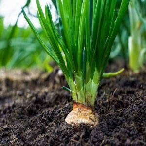 SelfLine | Nourishing Roots: Cultivate Your Healthy Onion Plant