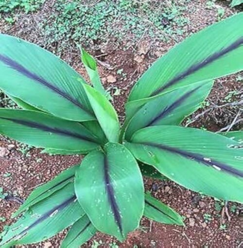 Selfline Black Turmeric | Kali Haldi Live Plant- Unlock the Power of Rare Medicinal Roots - Image 2