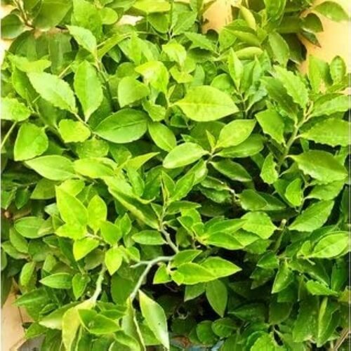 Selfline Nagdon Medicinal Plant - Empower Your Health with Nature’s Best - Image 2