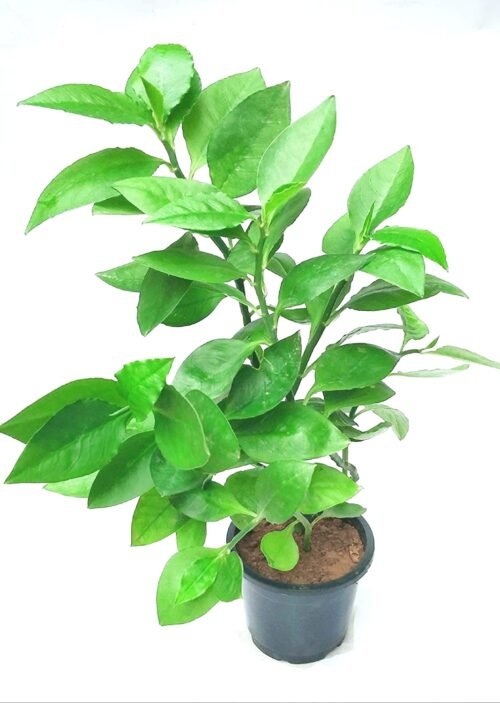 Selfline Nagdon Medicinal Plant - Empower Your Health with Nature’s Best