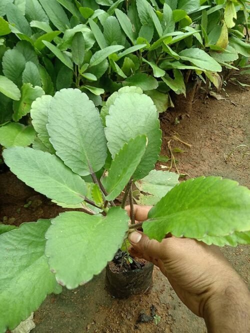Selfline Patharchatta Medicinal Live Plant - Natural Health Solution for Your Home Garden - Image 2