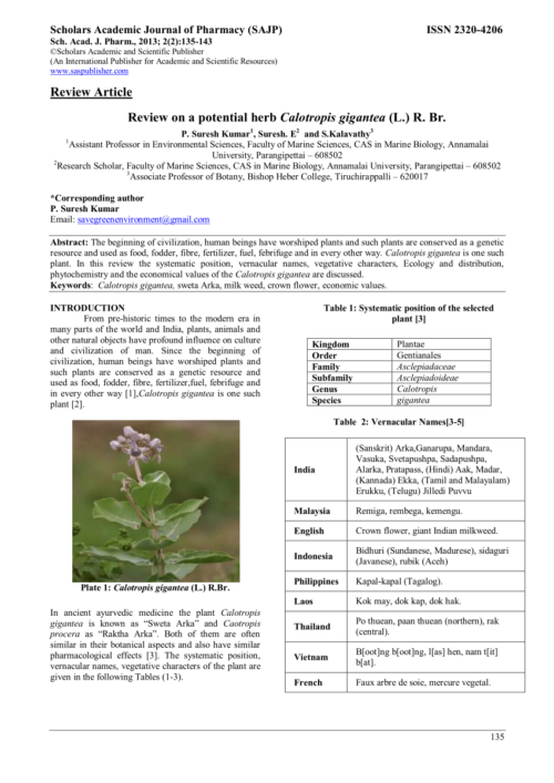 Selfline Safed Aak Medicine Live Plant - Grow Your Own Stunning White Crown Flowers at Home! - Image 5