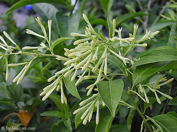 Enchanting Raat Rani (Night Blooming Jasmine) Plant – Fragrant Beauty for Home and Garden