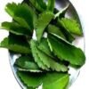 Patharchatta Leaves, Patharchatta juice krishna herbal, Bryophyllum pinnatum, Stone of Kidney (100 Leaves)