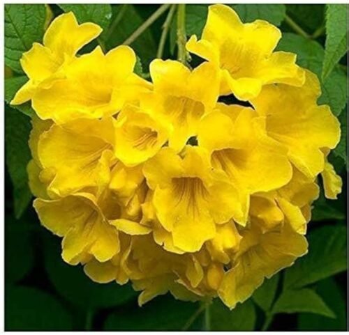 Ticoma Yellow Live Plant - Buy Online at Best Price | SelfLine - Image 2
