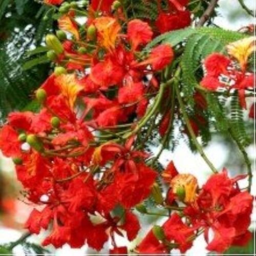Live Gulmohar Plant | Stunning Flame Tree for Home & Terrace Gardening – Special Offer! - Image 4