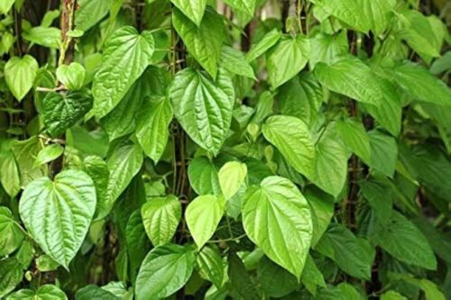 Pan Betel Leaf/Magai Paan/Meetha Paan (Sweet Paan) Plant – Ideal for Indoor & Outdoor Growth" - Image 3