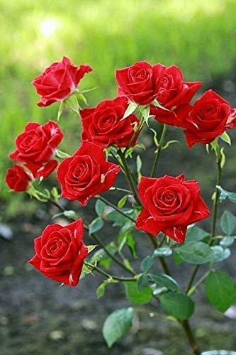 Button Rose (Red) Live Plant - Cultivate Timeless Elegance in Your Garden