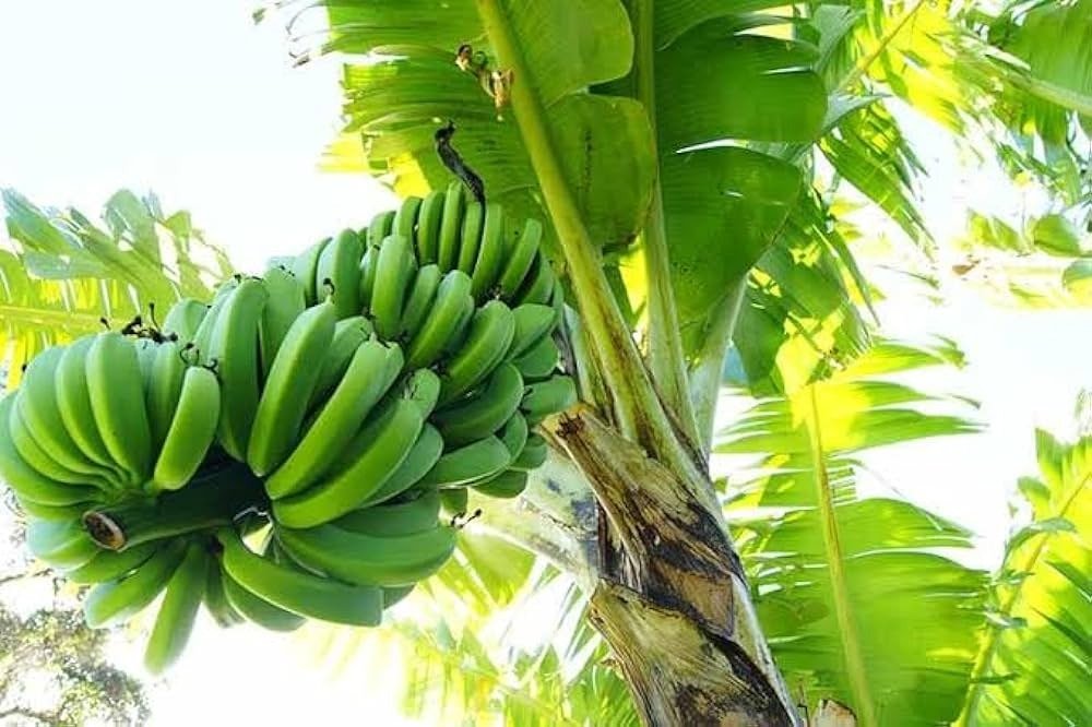 Banana | Bhanshali Plant (Kela) Bhanshali with Black Pot Outdoor: Exotic Beauty and Flavor for Your Home Garden