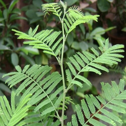 Premium Sami Medicinal Plant - Nature's Health Remedy Live Plants - Image 2