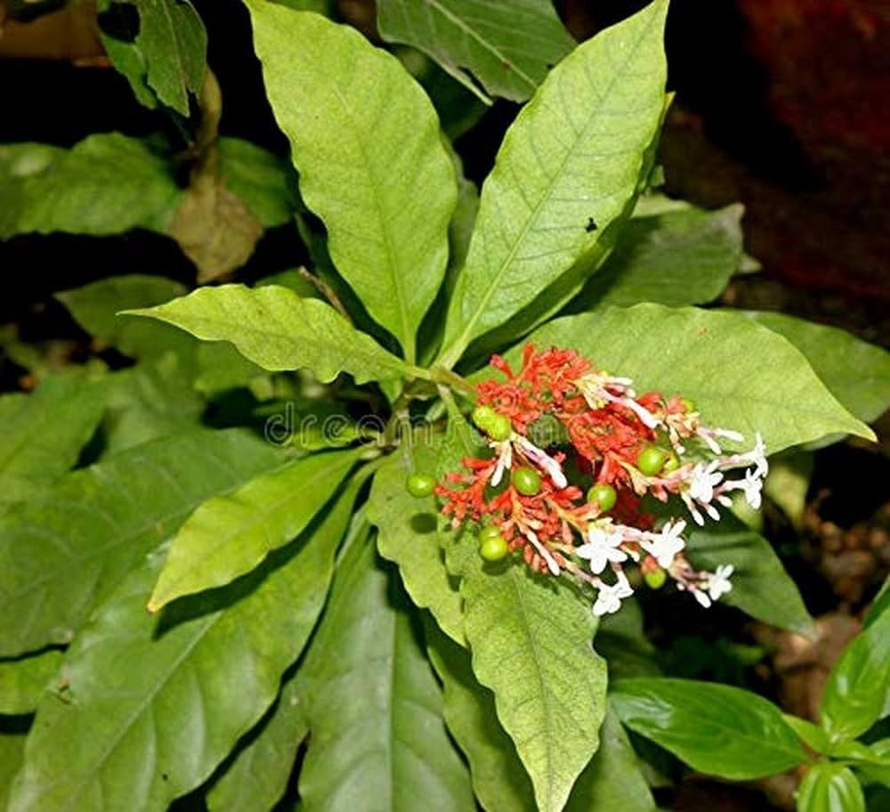 SelfLine | Sarpgandha Plant Online | Free Aparajita Seeds | - Image 3