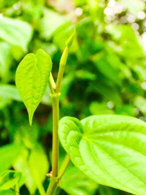 Pan Betel Leaf/Magai Paan/Meetha Paan (Sweet Paan) Plant – Ideal for Indoor & Outdoor Growth" - Image 2
