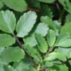 Patharchatta Leaves, Patharchatta juice krishna herbal, Bryophyllum pinnatum, Stone of Kidney (100 Leaves) - Image 3