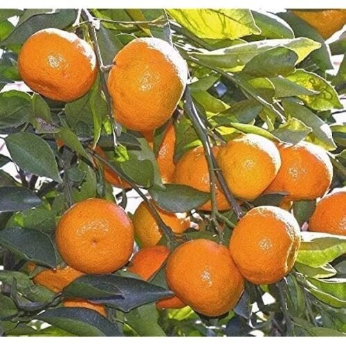 Top Choice Orange Variety - Healthy, Sweet, and Grafted Fruit Live Plants - Image 2