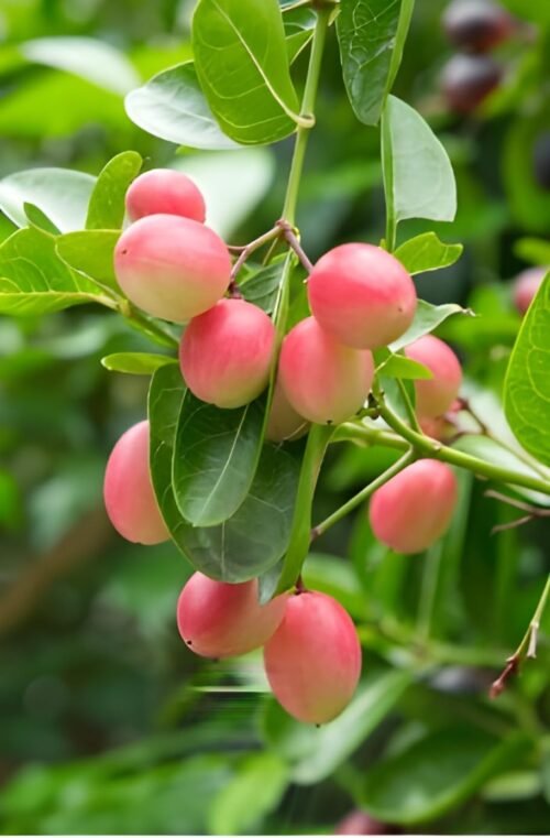 Karonda Cherry Fruit Plant Carissa carandas 1 Helathy Live Plant - Image 2