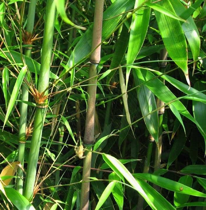 Exquisite Desi Lucky Bamboo Bambusa Live Tree – Perfect for Indoor & Outdoor Elegance