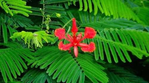 Live Gulmohar Plant | Stunning Flame Tree for Home & Terrace Gardening – Special Offer! - Image 5
