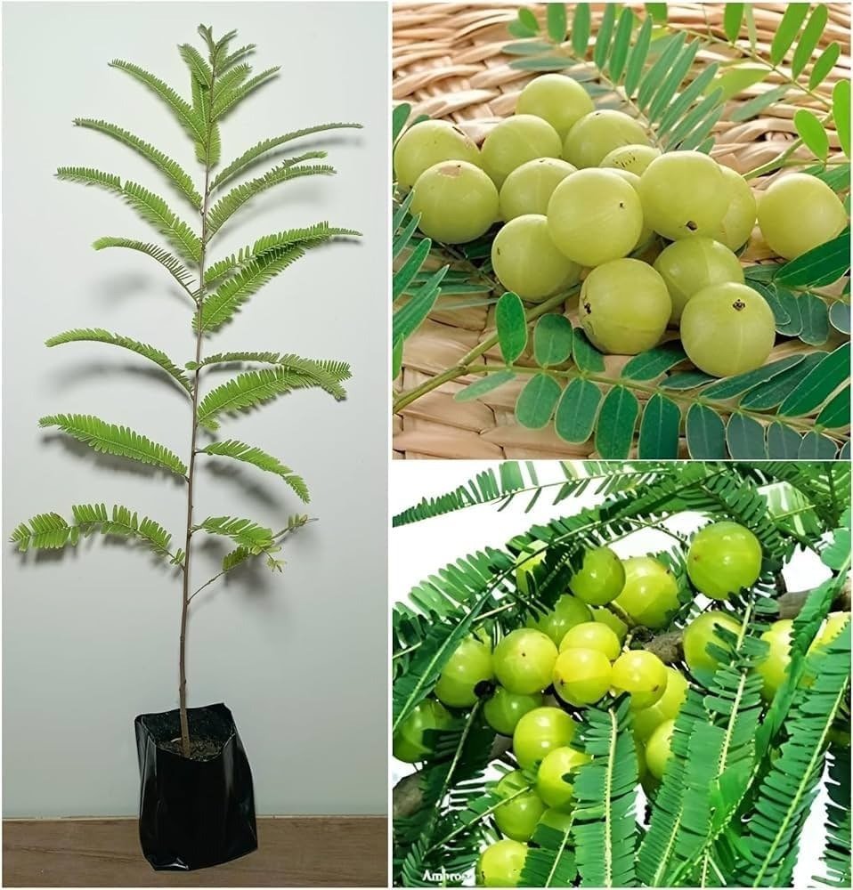 Amla Tree, Indian Gooseberry: Grow Your Own Big-Fruit Live Plant
