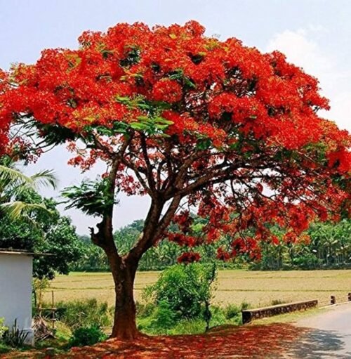 Live Gulmohar Plant | Stunning Flame Tree for Home & Terrace Gardening – Special Offer! - Image 3