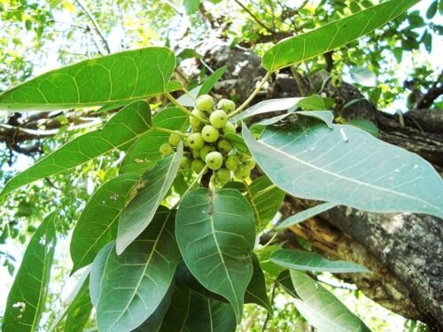 Pakadiya ficus Red ficus pilkhan lipstick special rare species - Image 2