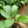 Patharchatta Leaves, Patharchatta juice krishna herbal, Bryophyllum pinnatum, Stone of Kidney (100 Leaves) - Image 2