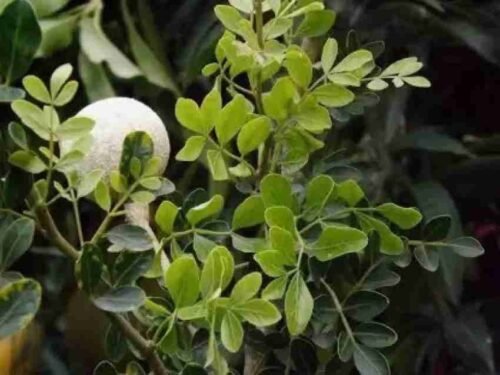 Kaitha Fruit (Limonia acidissima) Live Plant: Cultivate Exotic Flavor in Your Garden - Image 2