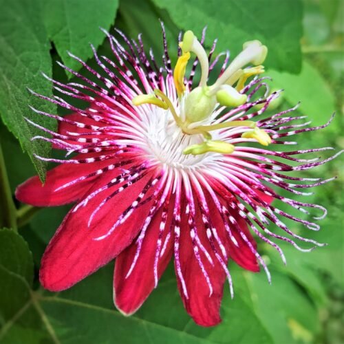 Red Krishna Kamal/Passion Flower Live Plant - Image 2