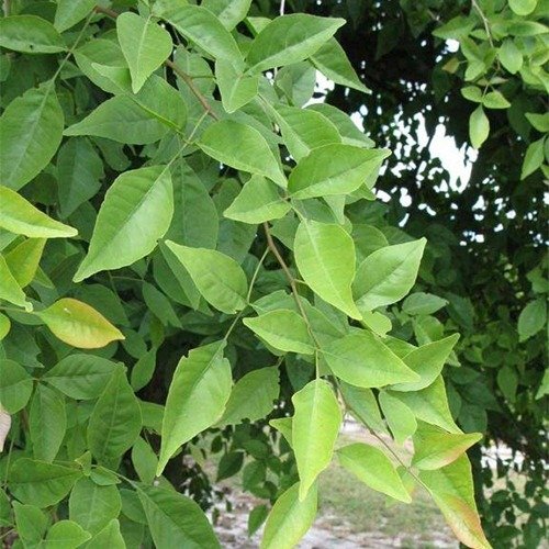 "Divine Bel Tree (Bilva Patra/Bel Patra) – Sacred and Versatile Plant for Home and Garden