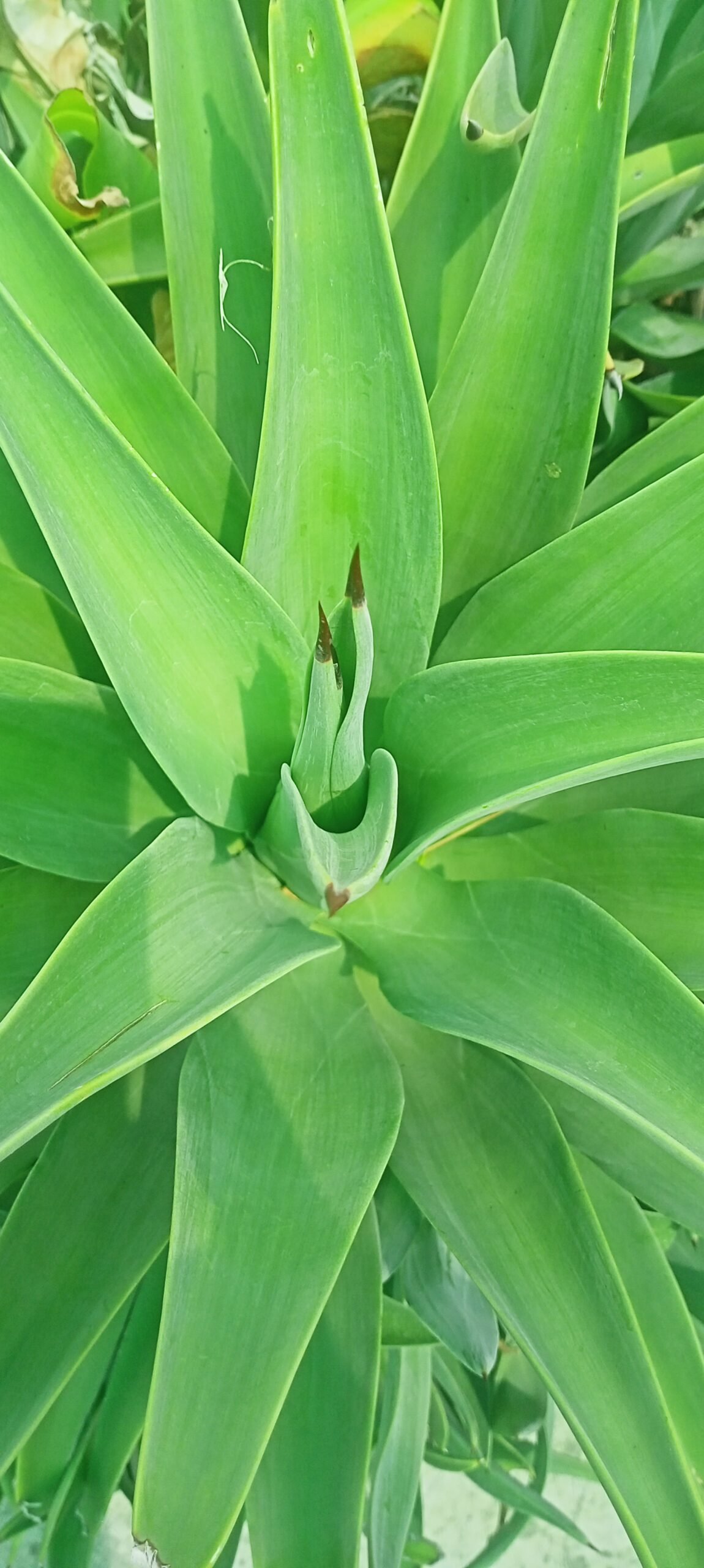 Agave americana: The Century Plant with Global Ornamental Appeal (Polybag Included)